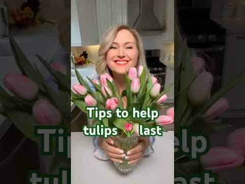 Tulip Bloom Times: When To Count On These Vibrant Flowers Tulip Bloom Times: When To Count On These Vibrant Flowers